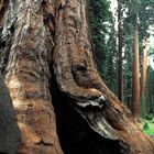 Der gewaltige Stamm eines Seqouia (Kings Canyon, Kalifornien) 1994