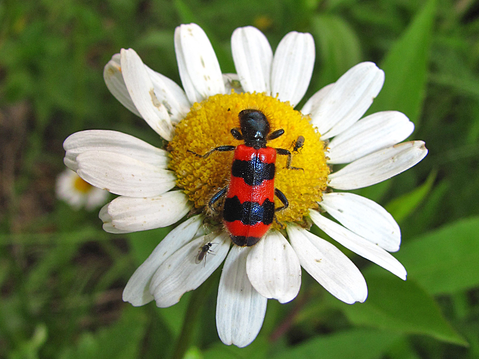 Der "Gewöhnliche Bienenkäfer"