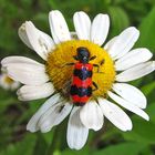 Der "Gewöhnliche Bienenkäfer"