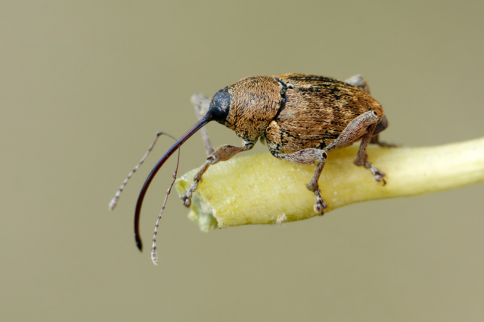 Der  Gewöhnliche Eichelbohrer (Curculio glandium)