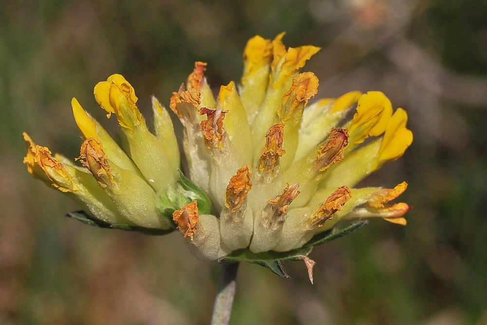 Der Gewöhnliche Wundklee (Anthyllis vulneraria)