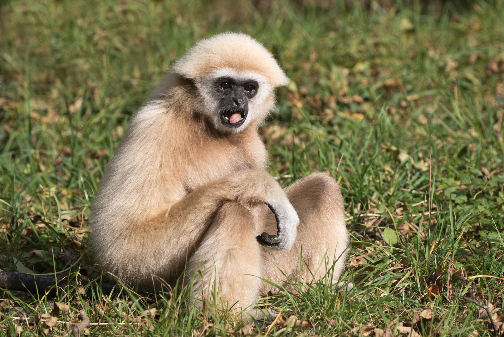 Der Gibbonherr