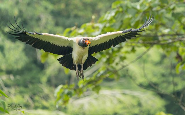 °°_Der Gigant_°°