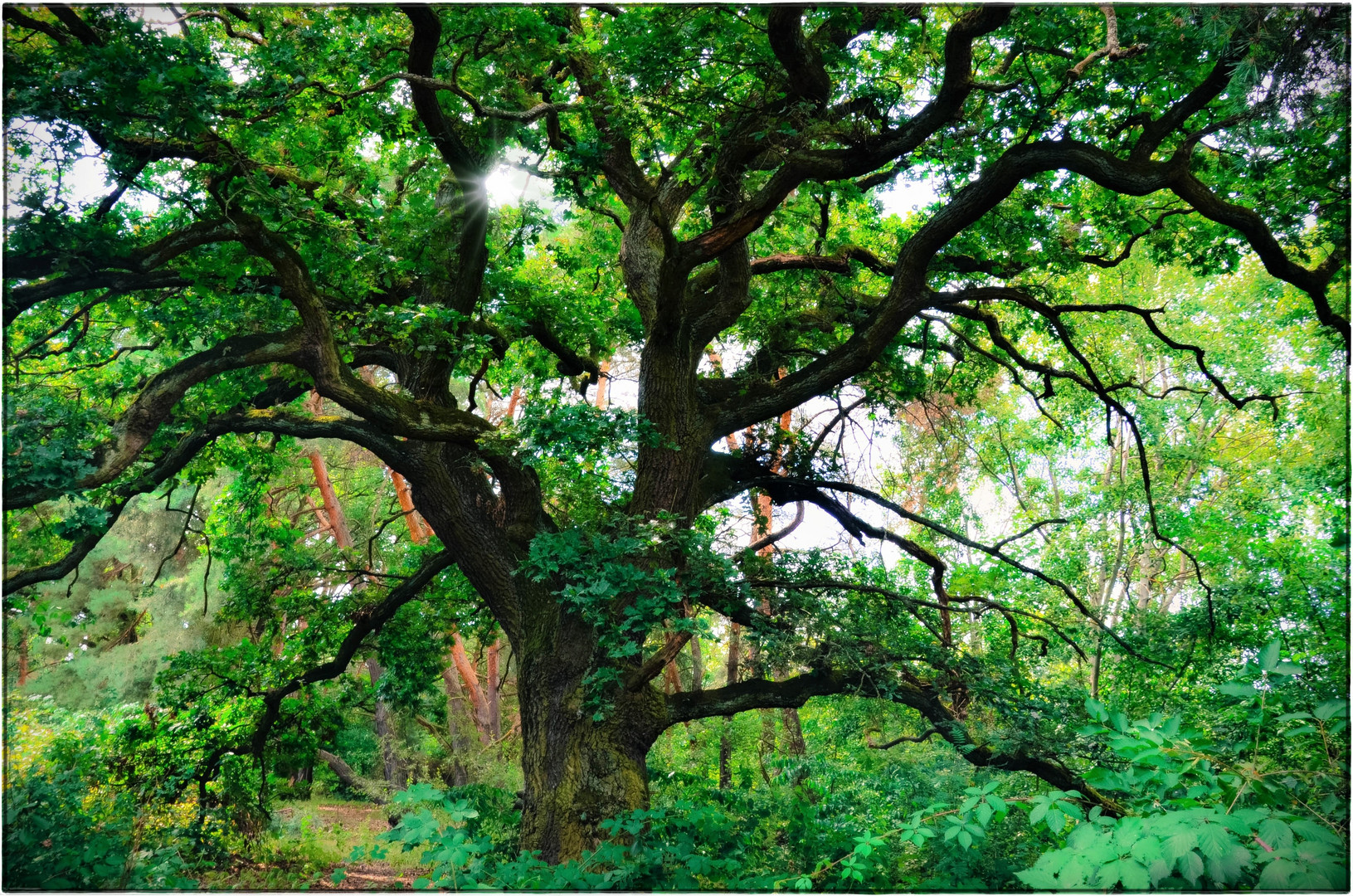 Der Gigant (Baum) oder die Gigantin (Eiche)  ;--))