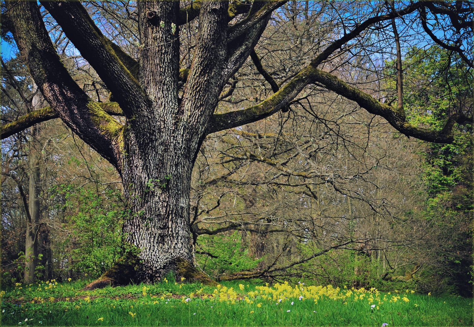 Der Gigant und die Schlüsselblumen