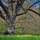 Der Gigant und die Schlüsselblumen