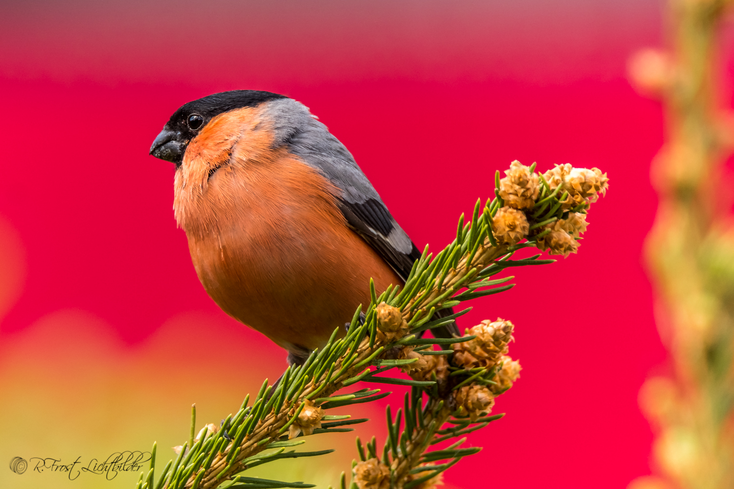 Der Gimpel Foto & Bild tiere, wildlife, wild lebende vögel Bilder auf