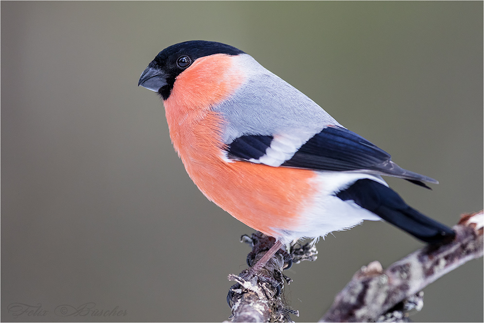 Der Gimpel... Foto & Bild | tiere, wildlife, wild lebende vögel Bilder ...