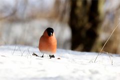 Der Gimpel(Pyrrhula pyrrhula) im Wald 