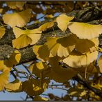 DER GINGKO-BAUM