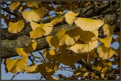 DER GINGKO-BAUM