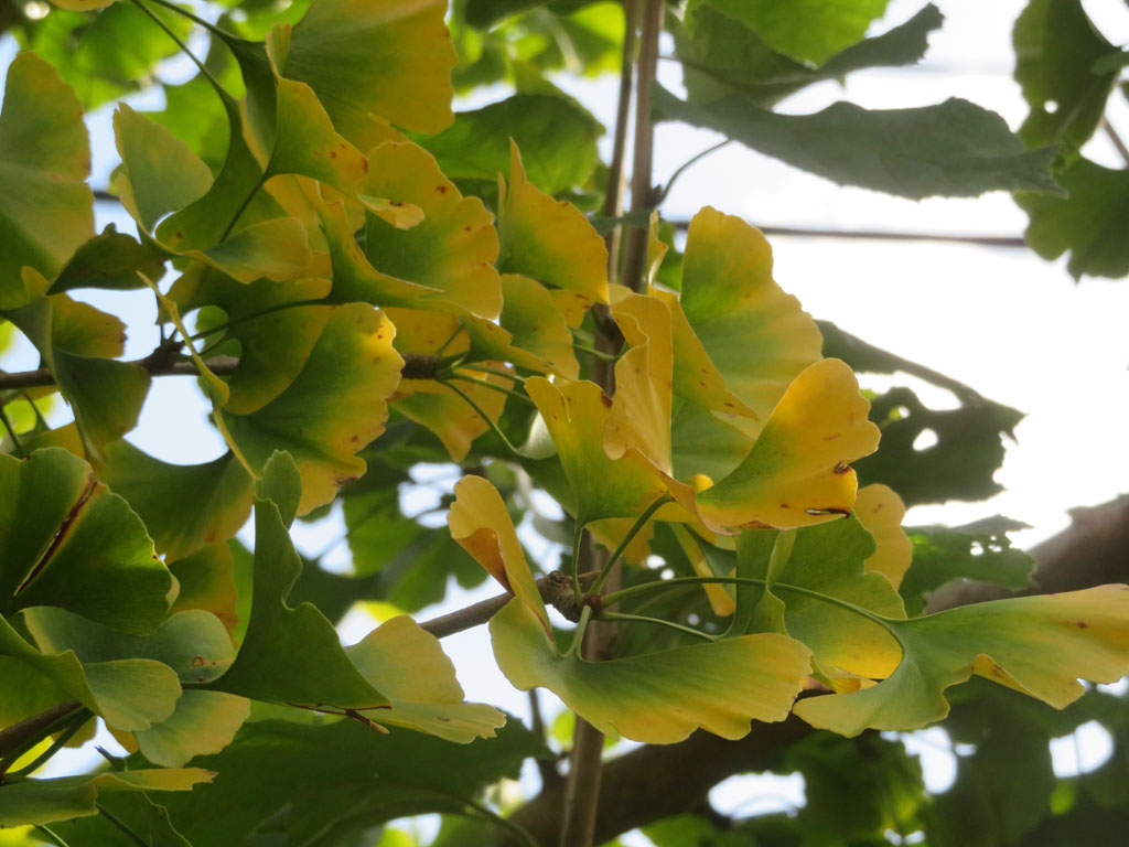 Der Ginkgo