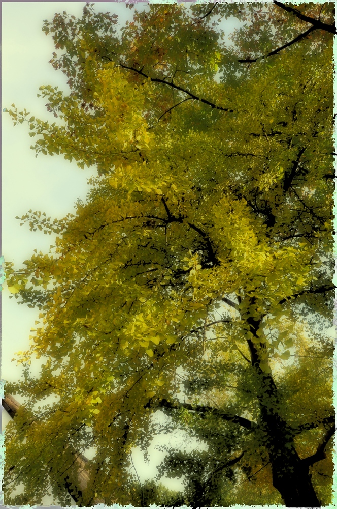 Der Ginkgo......