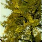 Der Ginkgo......