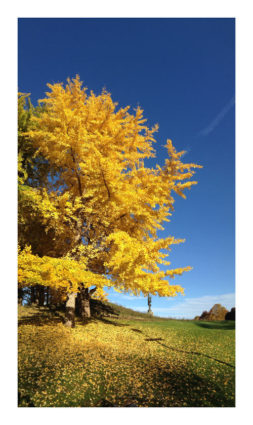 Der Ginkgo-Baum im Olympiapark