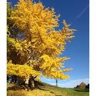 Der Ginkgo-Baum im Olympiapark