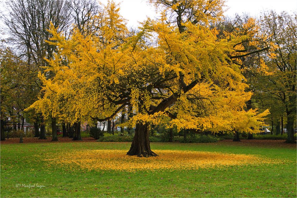 Der Ginkgo Baum in der Stralsunder Brunnenaue... Foto & Bild fotos