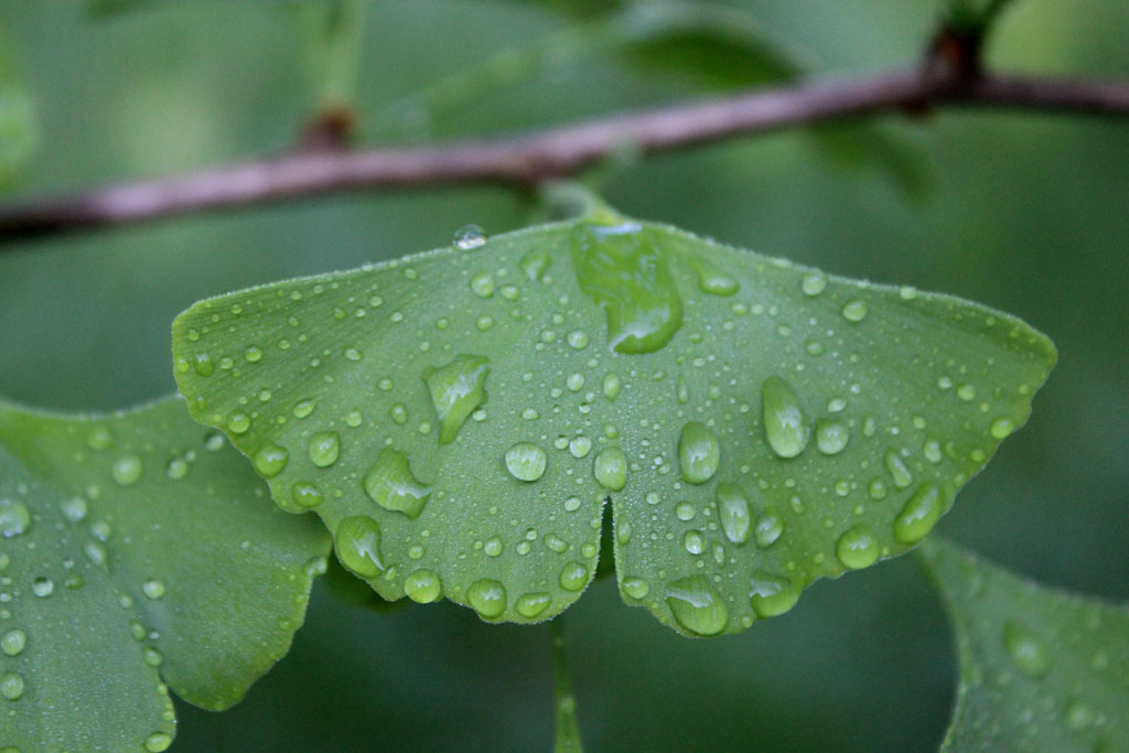  Der Ginkgo heute 