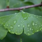  Der Ginkgo heute 