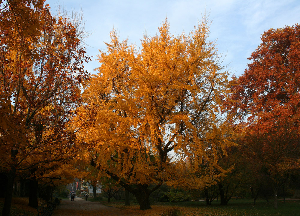 Der Ginkgo im Botanischen Garten in seinem Herbstkleid