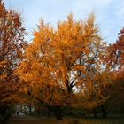 Der Ginkgo im Botanischen Garten in seinem Herbstkleid