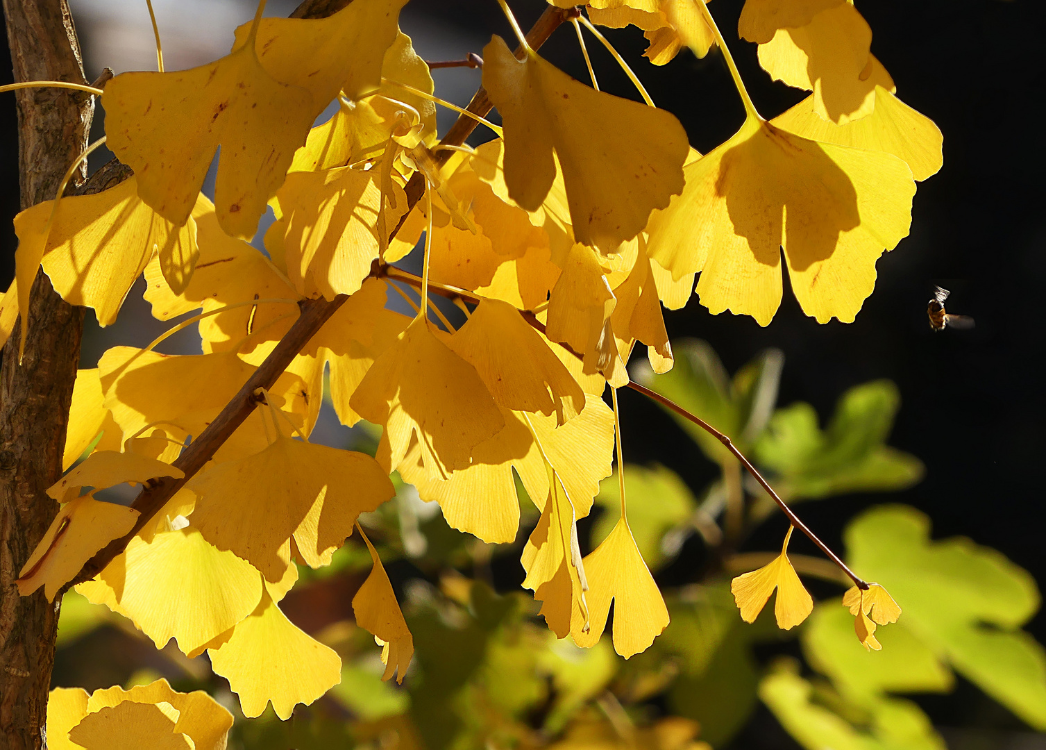 Der Ginkgo im Garten 