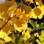 Der Ginkgo im Garten 