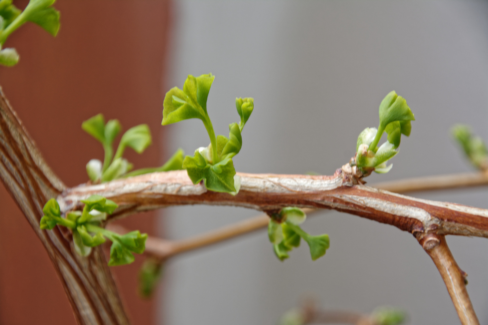 Der Ginkgo kommt mit seinen neuen Blättern