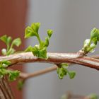 Der Ginkgo kommt mit seinen neuen Blättern