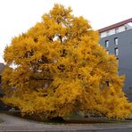 Der Ginkgo von Esslingen 2