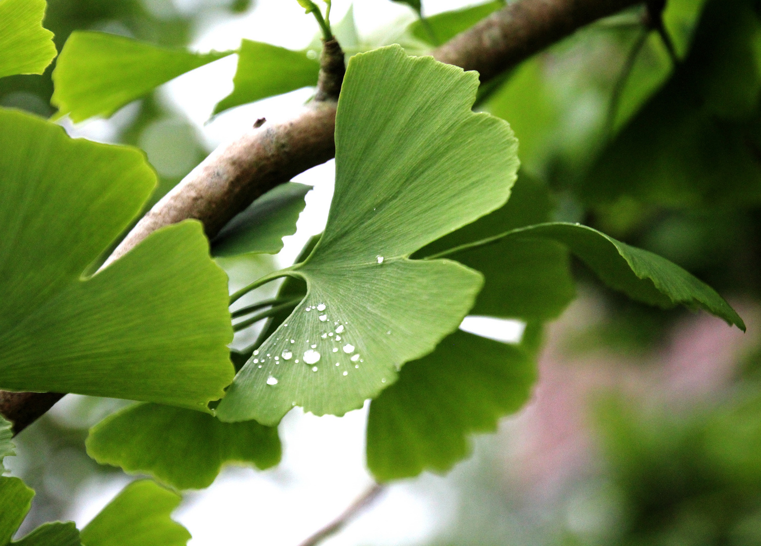 Der Ginkgobaum 