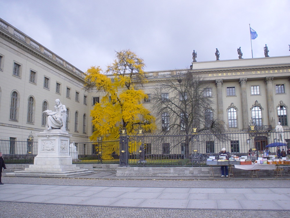 Der Ginko Baum