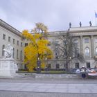 Der Ginko Baum