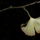 Der Ginko-Baum