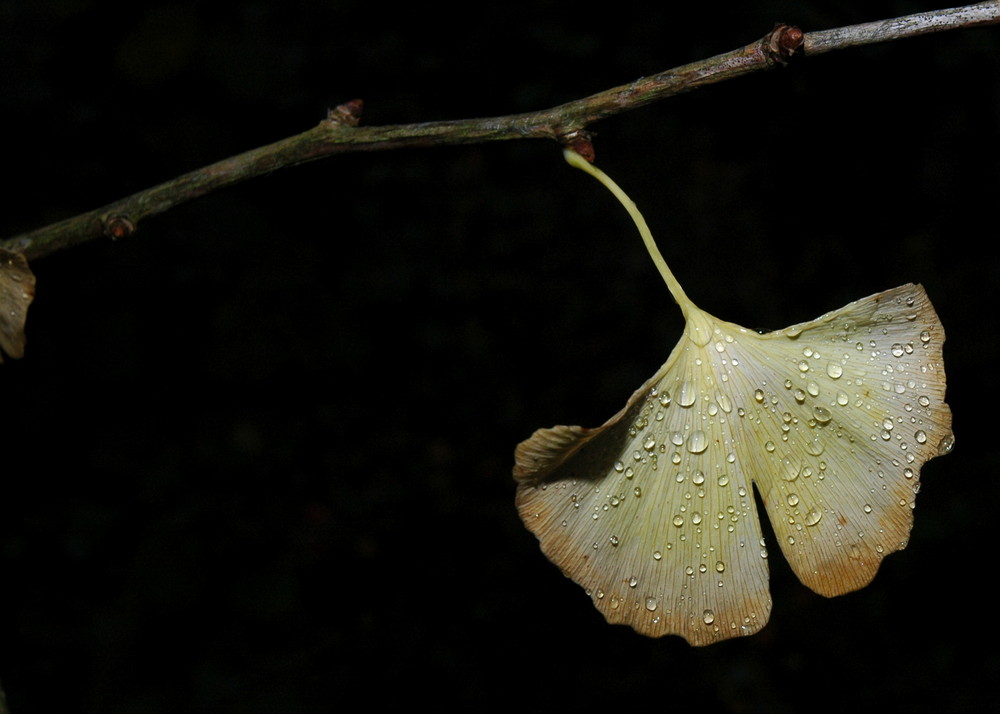 Der Ginko-Baum