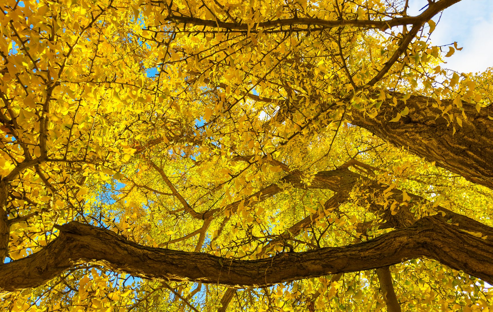 Der Ginkobaum in Weimar