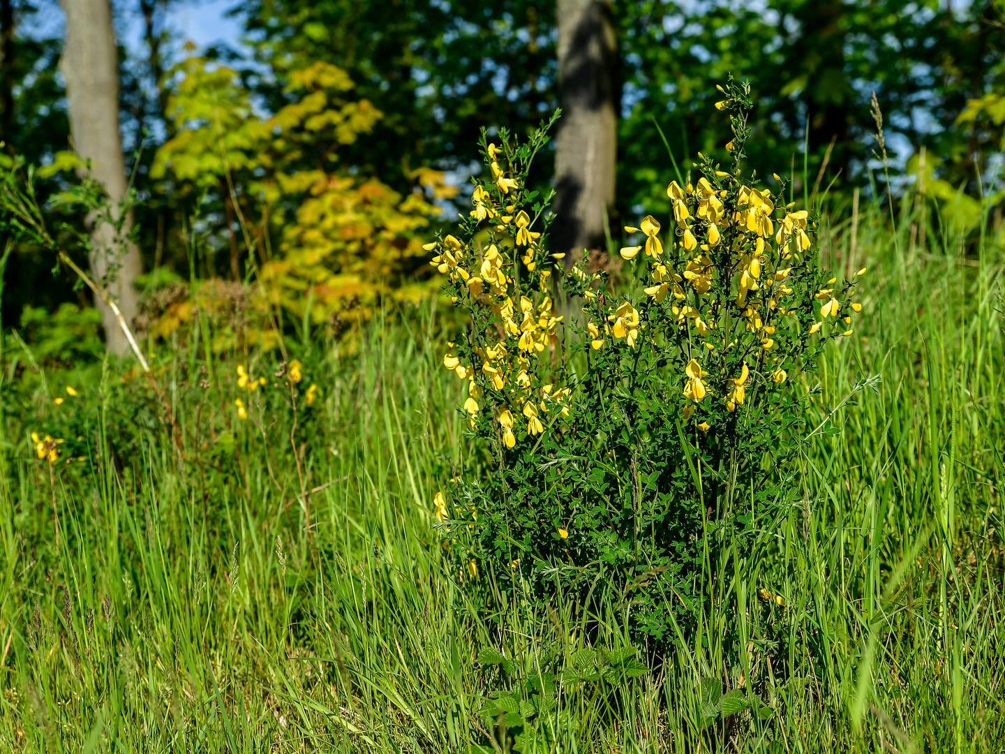 Der Ginster in voller Blüte