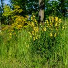 Der Ginster in voller Blüte