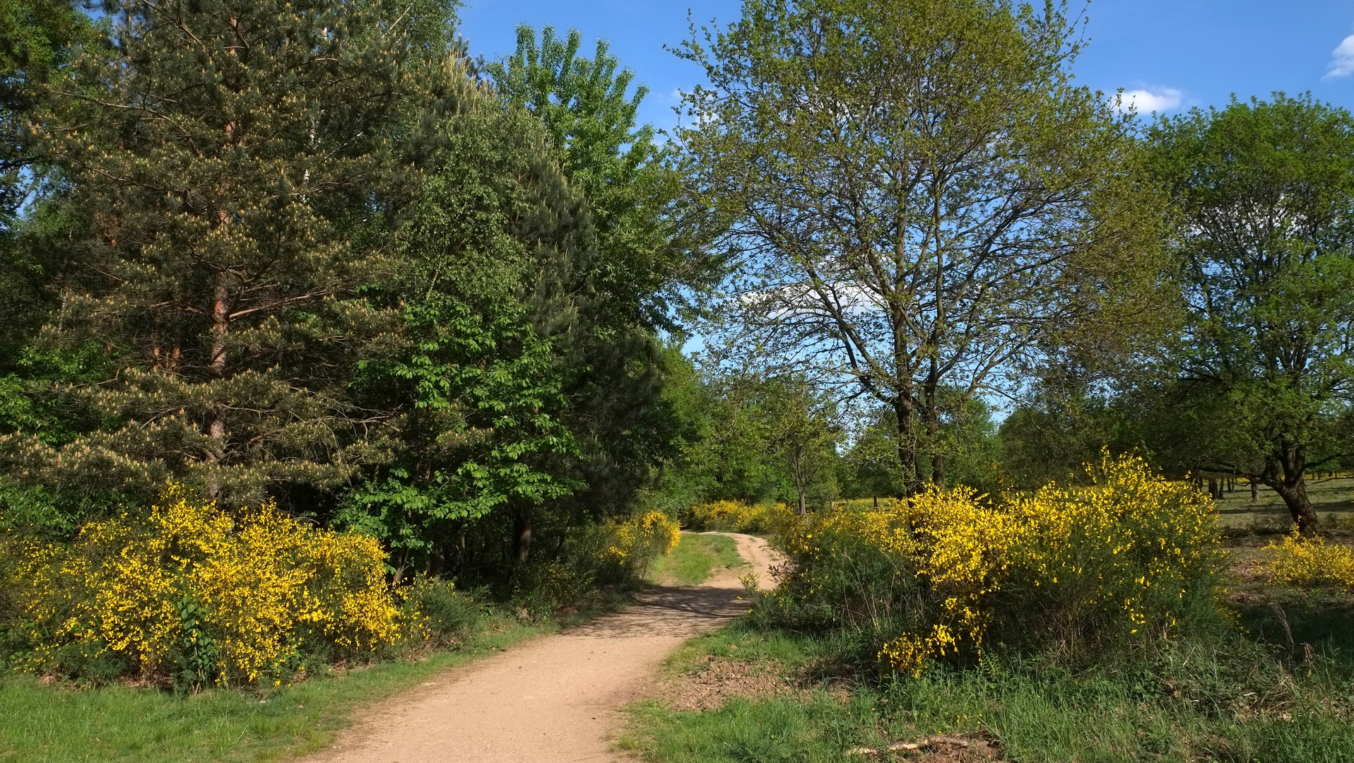 der Ginsterweg