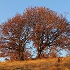 Der Gipfel des Birkenberges bei Mittelndorf