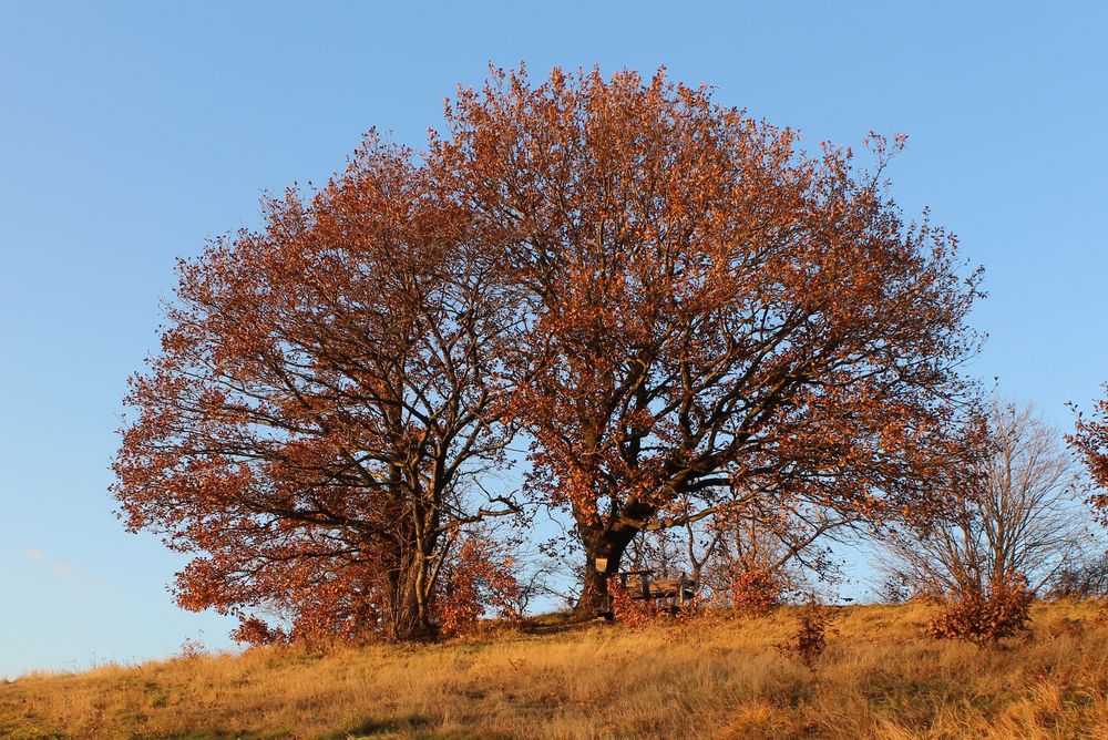 Der Gipfel des Birkenberges bei Mittelndorf