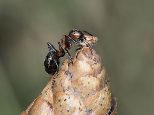 Der Gipfelstürmer ...