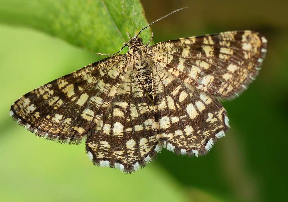 Der Gitterspanner....... (Chiasmia clathrata)