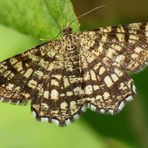 Der Gitterspanner....... (Chiasmia clathrata)