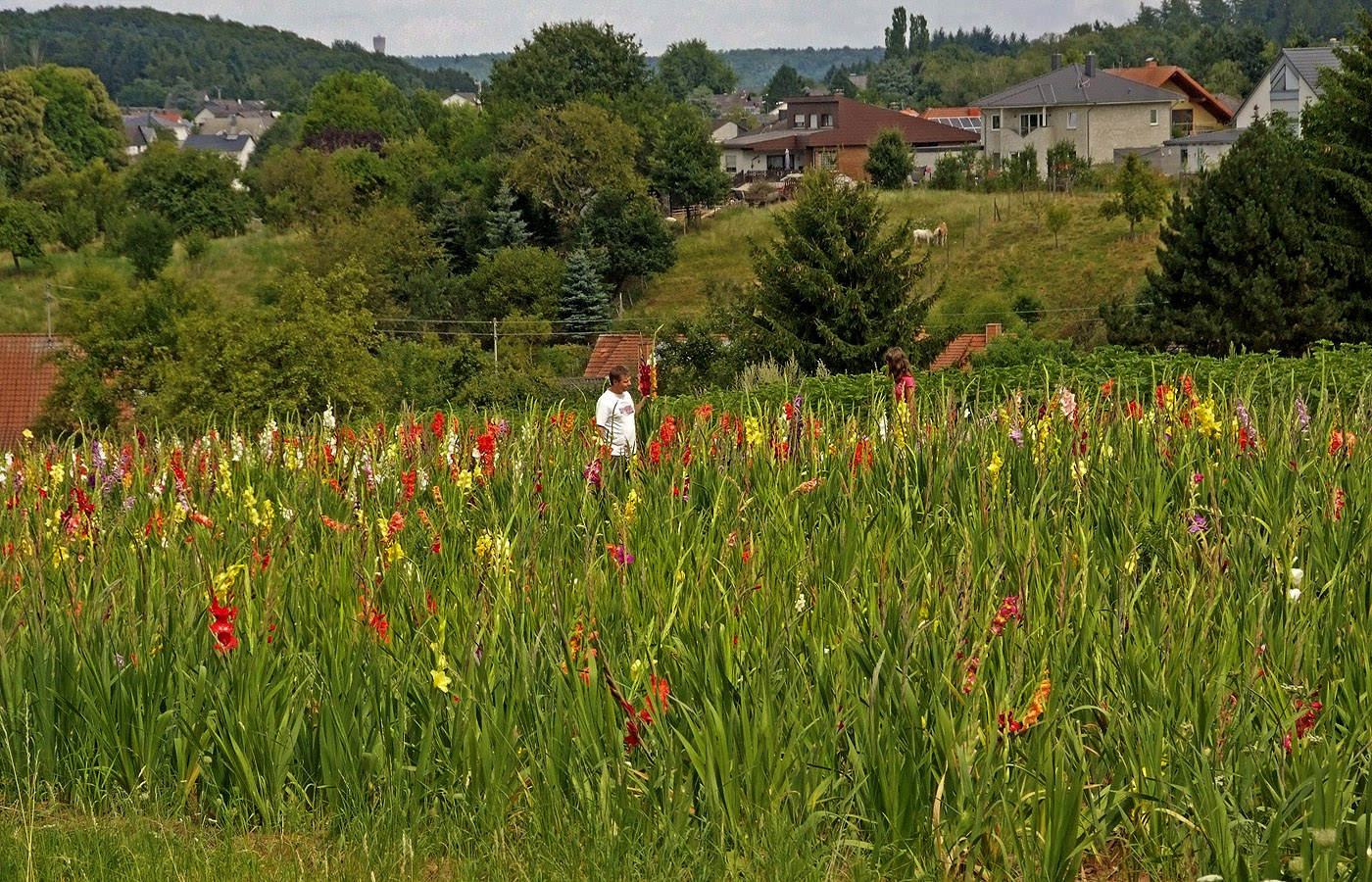 Der Gladiolenfreund .....