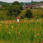 Der Gladiolenfreund .....