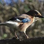 der glänzende - Garrulus glandarius oder Eichelhäher