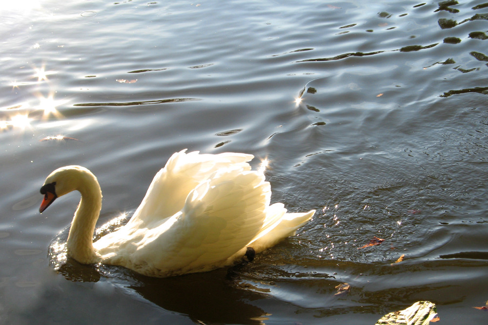 der glänzende Schwan