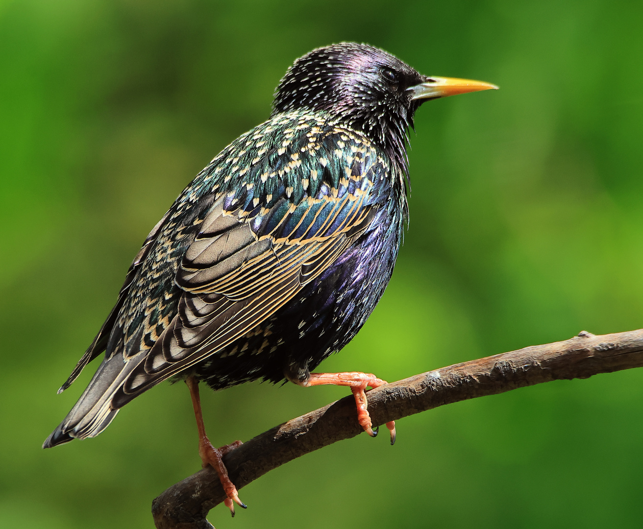 der Glänzende - Star Sturnus vulgaris