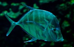 Der gläserne Fisch
